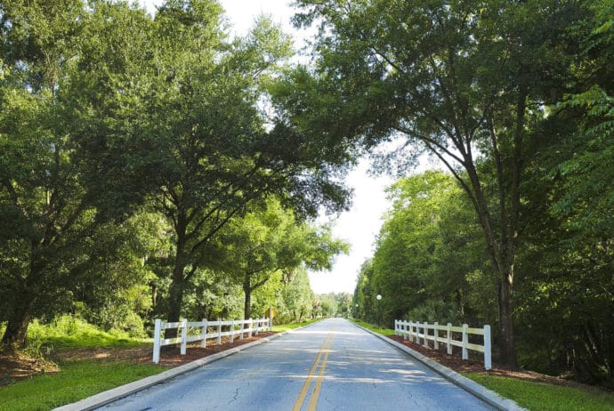 tree lined country road
